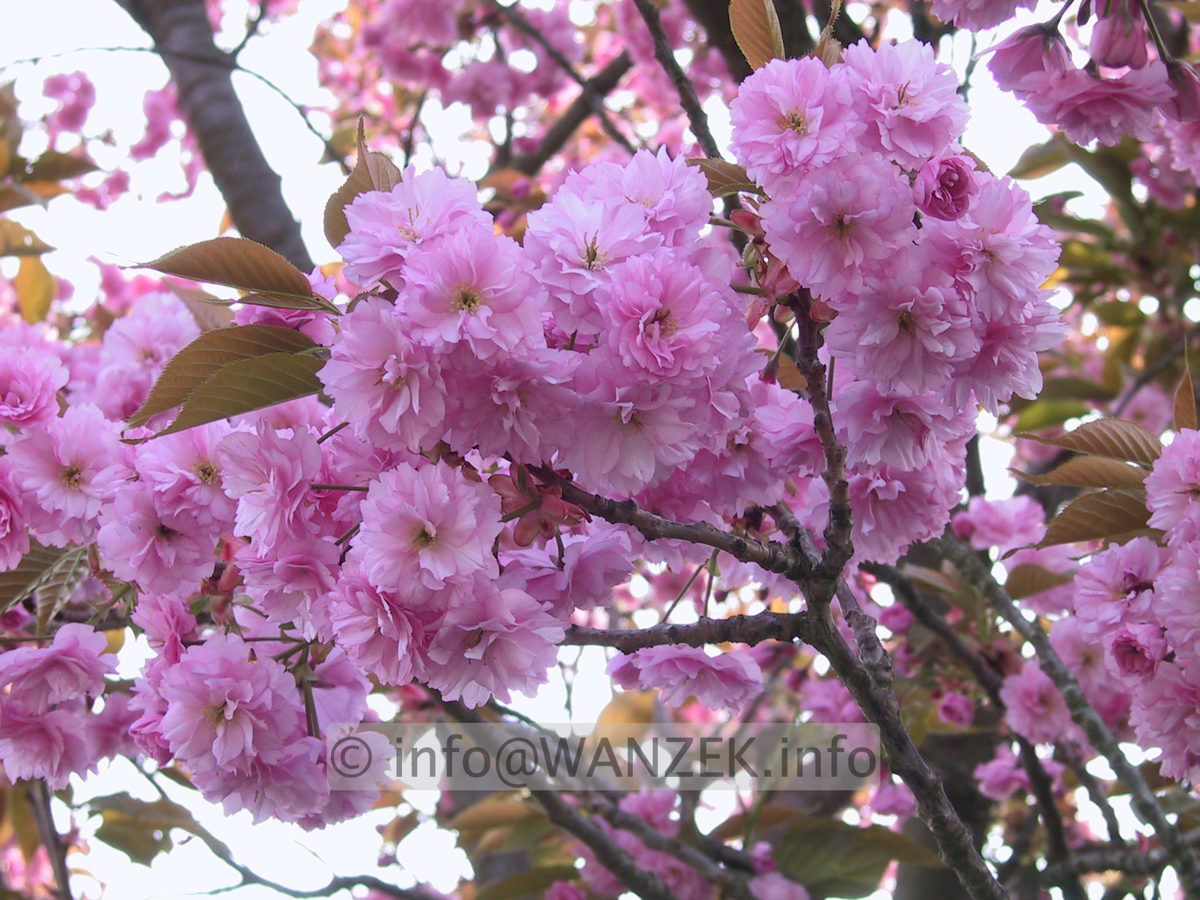 Prunus serrulata Kanzan 02 Macro.JPG